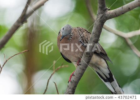 Bird (Dove, Pigeon or Disambiguation) in a nature 43702471