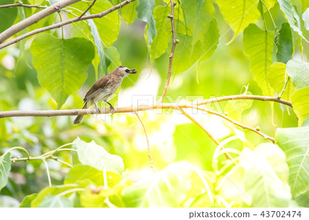 Bird (Yellow-vented Bulbul) on tree in nature wild Bird (Yellow-vented Bulbul) on tree in nature wild 43702474
