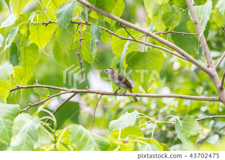 Bird (Yellow-vented Bulbul) on tree in nature wild 43702475