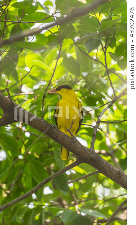 Bird (Black-Naped Oriole) in a nature wild 43702476
