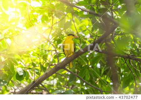 Bird (Black-Naped Oriole) in a nature wild 43702477