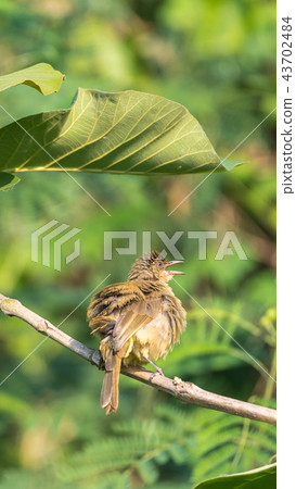 Bird (Streak-eared bulbul) on tree in nature wild Bird (Streak-eared bulbul) on tree in nature wild 43702484