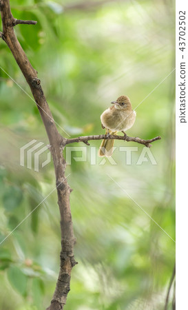 Bird (Streak-eared bulbul) on tree in nature wild 43702502