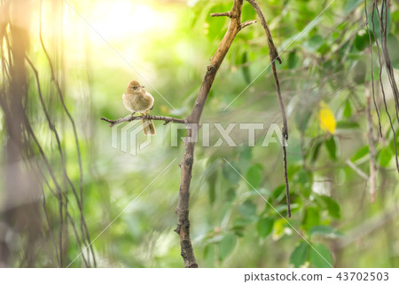 Bird (Streak-eared bulbul) on tree in nature wild 43702503