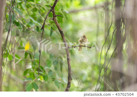 Bird (Streak-eared bulbul) on tree in nature wild Bird (Streak-eared bulbul) on tree in nature wild 43702504