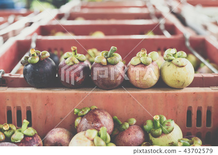 Mangosteen a queen of fruit at fruit market 43702579