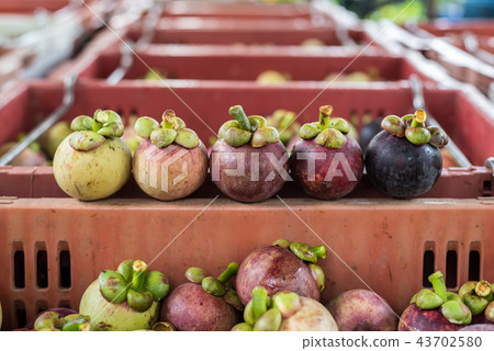Mangosteen a queen of fruit at fruit market 43702580