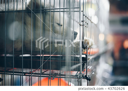 Puppy wait in dog cage in pet shop hope to freedom Puppy wait in dog cage in pet shop hope to freedom 43702626