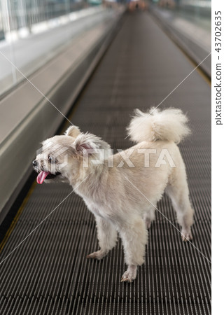 Dog travel on travolator for journey at station 43702635