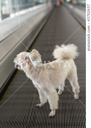 Dog travel on travolator for journey at station 43702637
