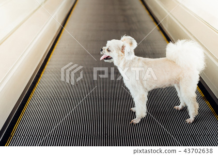 Dog travel on travolator for journey at station 43702638