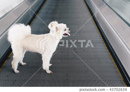 Dog travel on travolator for journey at station 43702639