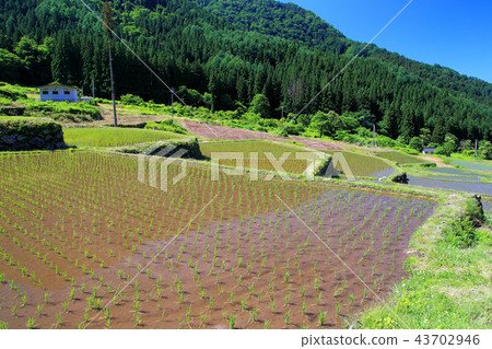Satoyama's rice terrace Satoyama's rice terrace 43702946