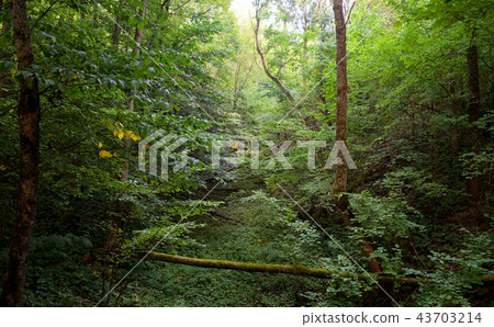 Deciduous forest at summer. 43703214