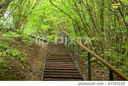 Stairs in deciduous forest at summer. 43703220