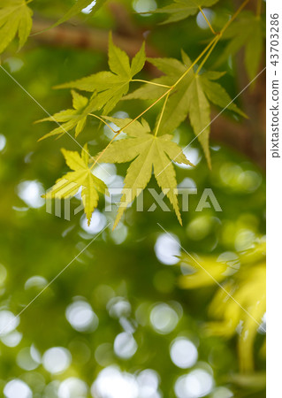 綠楓 43703286