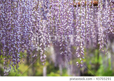 Wisteria flowers Wisteria flowers 43703291