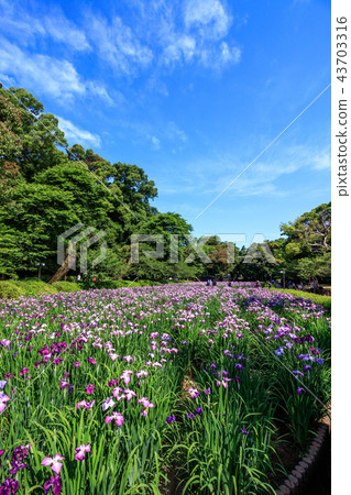 Iris garden Iris garden 43703316