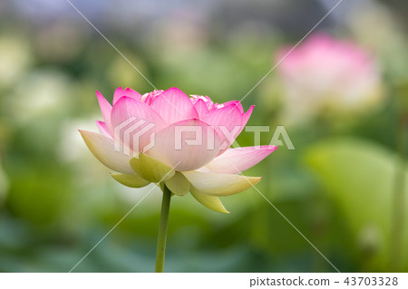Lotus flower  43703328