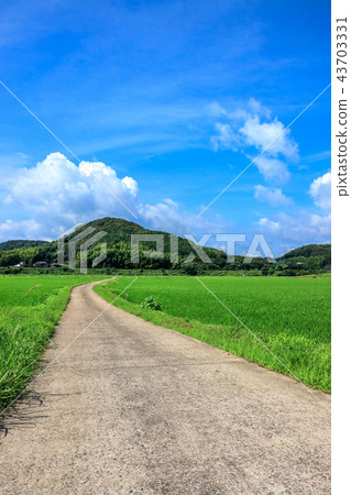 稻田和鄉村道路 43703331