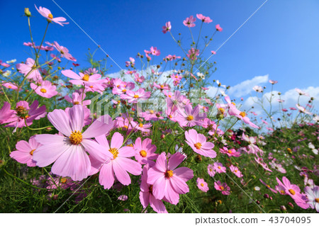  Cosmos field 43704095
