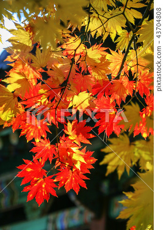 首爾，韓國，紫禁城，昌德宮 43704808