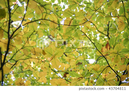 首爾，韓國，紫禁城，昌德宮 43704811