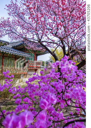 首爾，韓國，紫禁城，昌德宮 43705206