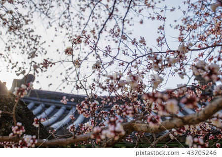 首爾，韓國，紫禁城，昌德宮 43705246