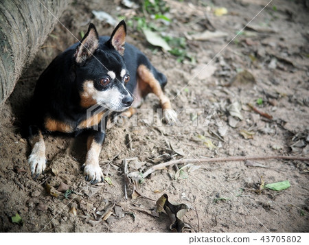 cute black fat lovely alert miniature pincher dog cute black fat lovely alert miniature pincher dog 43705802