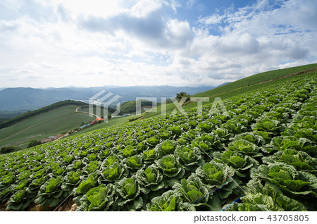 Gangwon Province, Korea, Gangneung, 43705805