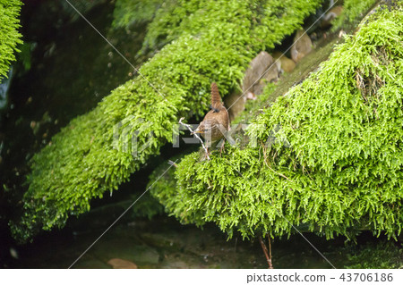 Gangwon Province, Korea, Sangdong, Moss Valley 43706186