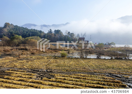 Gangwon Province, Korea, Nami Island Gangwon Province, Korea, Nami Island 43706984
