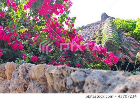Okinawa flower bougainvillea 43707234