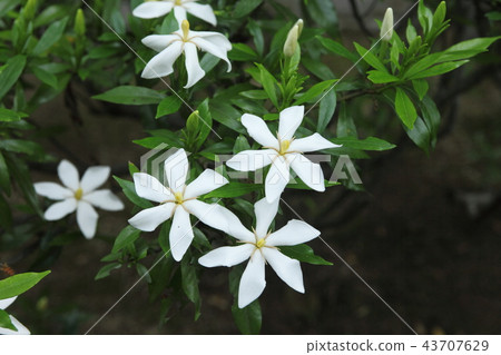 Bami Hilly公園的Kokusai Bami Hilly公園的Kokusai 43707629