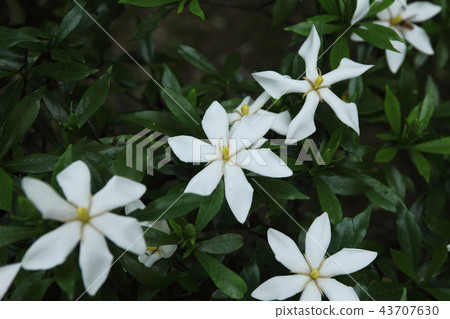 Kokusai in Bami Hilly Park 43707630