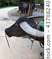 water buffalo 43708240