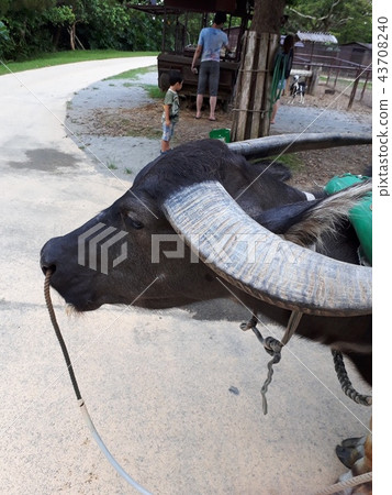water buffalo 43708240