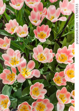 tulips in spring field 43708553