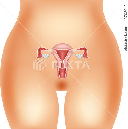 Illustration of female reproductive system 43708645