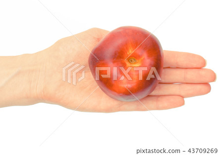 Fresh ripe fruit nectarine in hand Fresh ripe fruit nectarine in hand 43709269