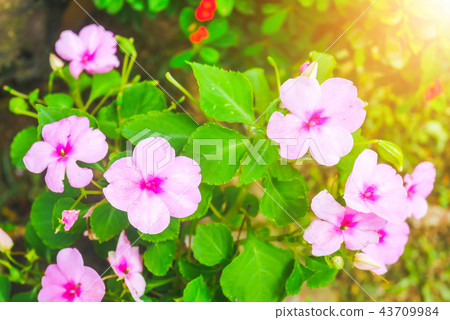 Impatiens hawkeri (New Guinea impatiens) flowers i 43709984