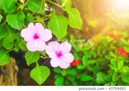 Impatiens hawkeri (New Guinea impatiens) flowers i Impatiens hawkeri (New Guinea impatiens) flowers i 43709985