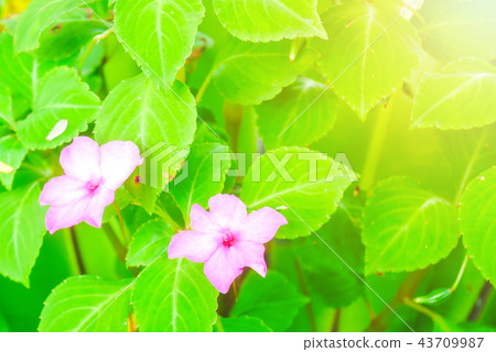 Impatiens hawkeri (New Guinea impatiens) flowers i Impatiens hawkeri (New Guinea impatiens) flowers i 43709987