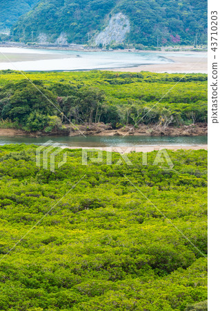 奄美大島紅樹林國家公園特別保護區 43710203