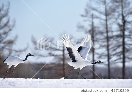 Two Tancho flies away (Hokkaido · Tsurui) 43710209
