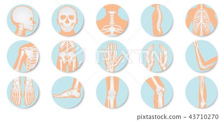 Orthopedic and skeleton icon set on white backgrou 43710270