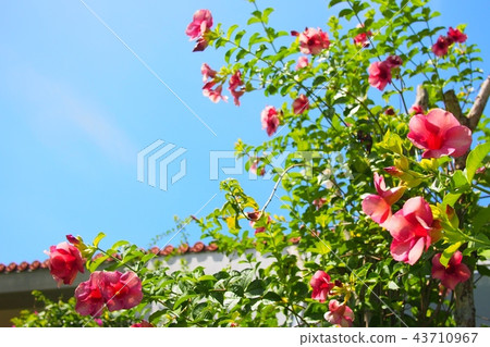 Okinawan plant Allamanda cathartic flower 43710967