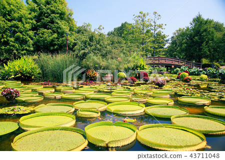 水野樹林 水野樹林 43711048