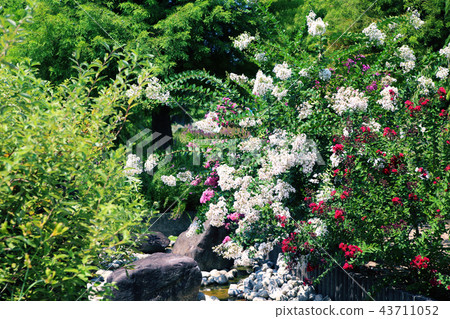 Mizunomori Mizunomori 43711052